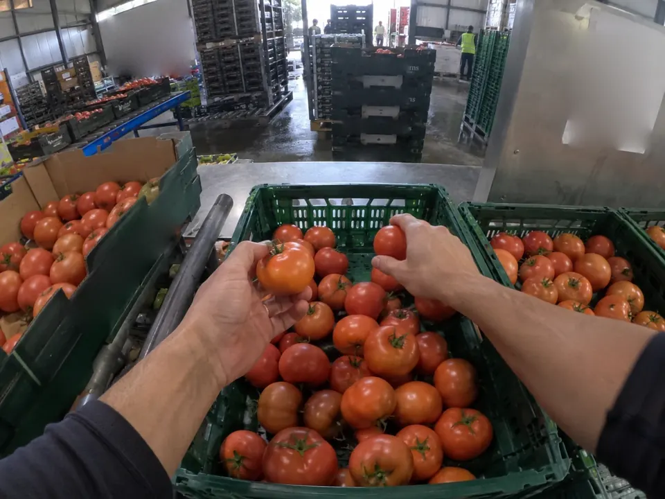 First-person view of hands sorting tomatoes into a crate in a packhouse.